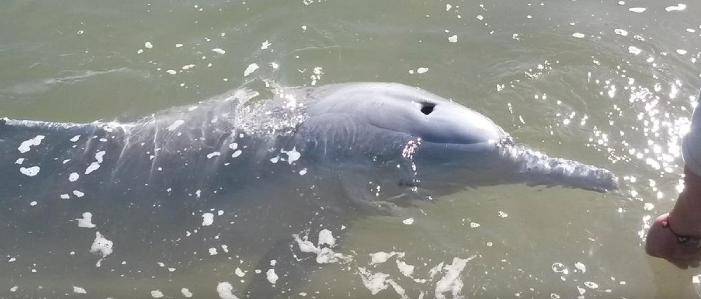 Dolphin Feeding Tin Can Bay - dolphin in water