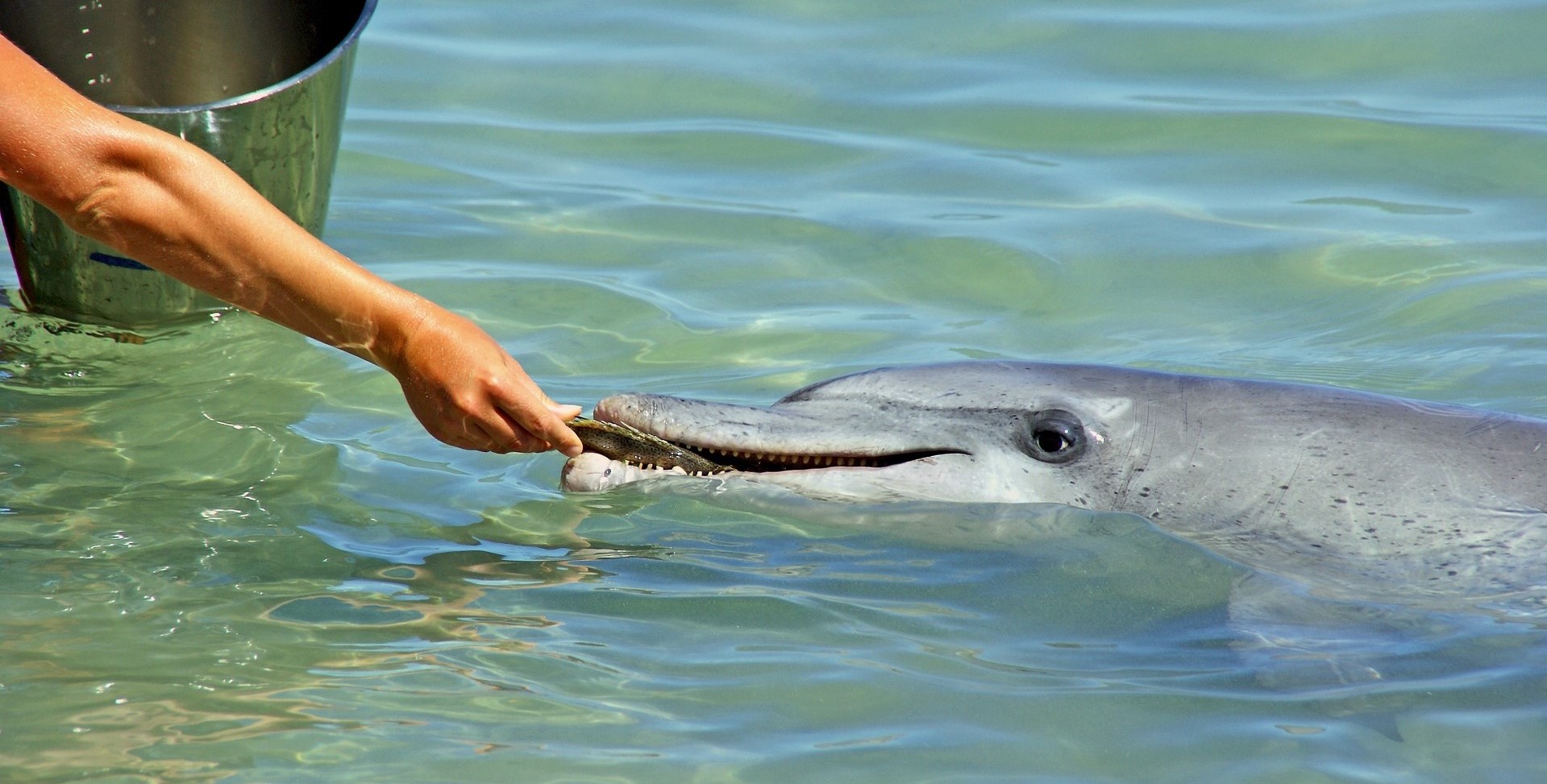 tin can bay restaurants person feeding dolphin