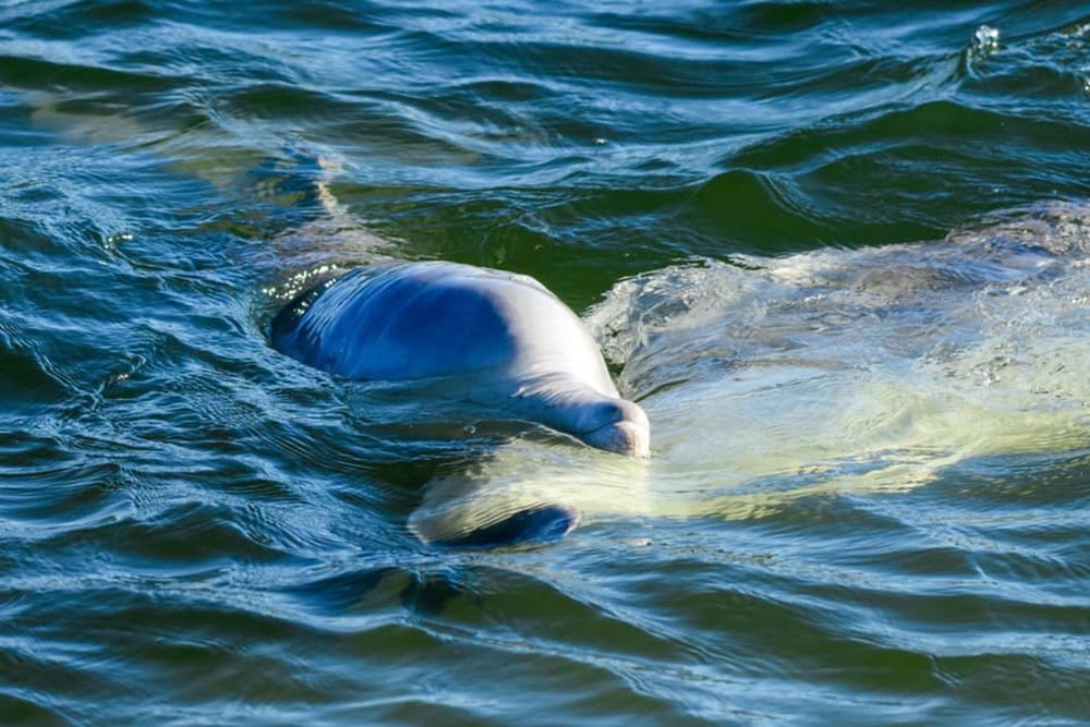 dolphins in Tin Can Bay