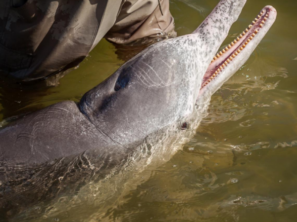 dolphin feeding tin can bay - humpback dolphin and human