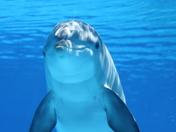 dolphin under water